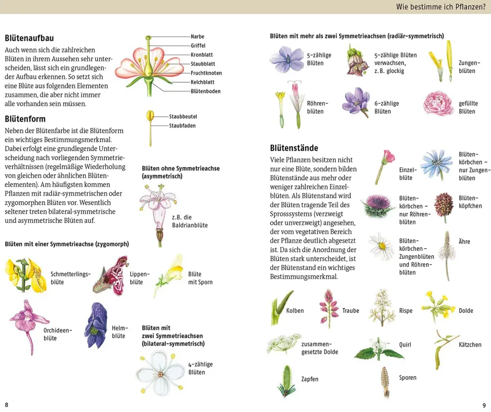 Welche essbare Wildpflanze ist das?