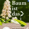 Welcher Baum ist das?