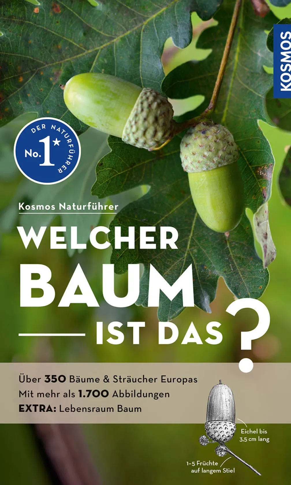 Welcher Baum ist das?