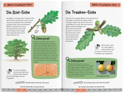 Welcher Baum ist das? Kindernaturführer