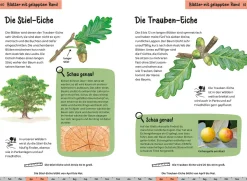 Welcher Baum ist das? Kindernaturführer