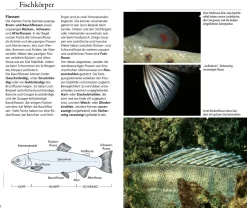 Welcher Fisch ist das?