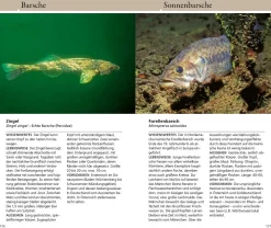 Welcher Fisch ist das?