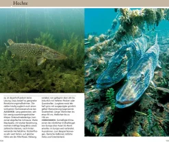 Welcher Fisch ist das?