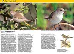Welcher Gartenvogel ist das?