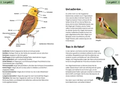 Welcher Gartenvogel ist das? Kindernaturführer