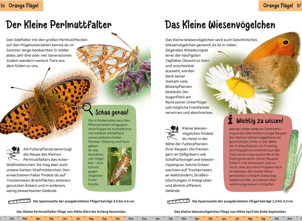 Welcher Schmetterling ist das? Kindernaturführer