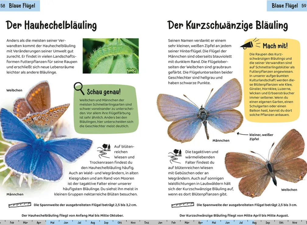 Welcher Schmetterling ist das? Kindernaturführer