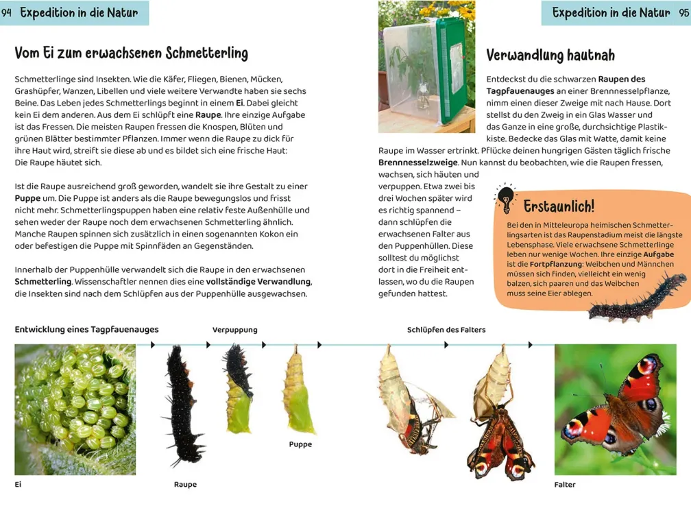 Welcher Schmetterling ist das? Kindernaturführer