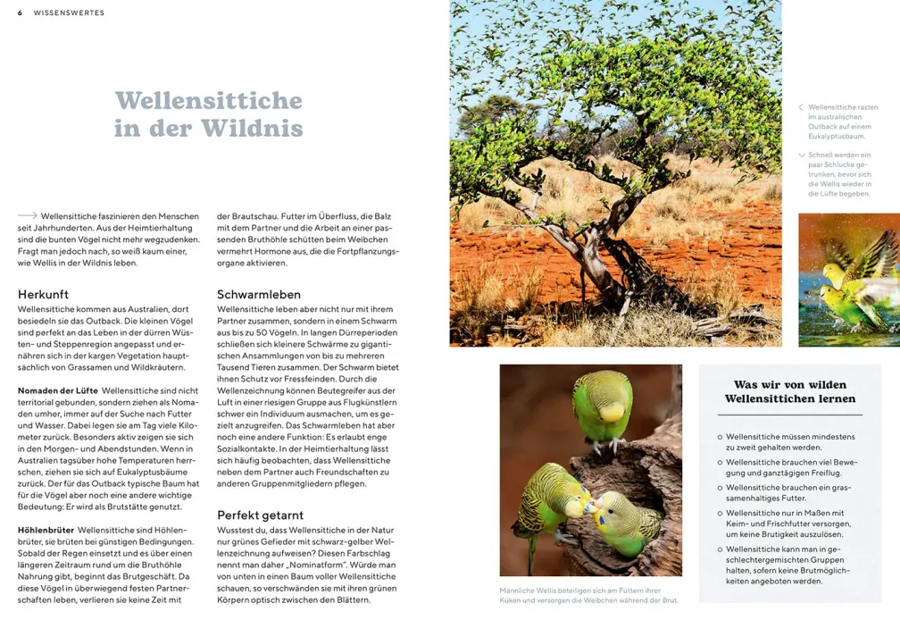 Wellensittiche