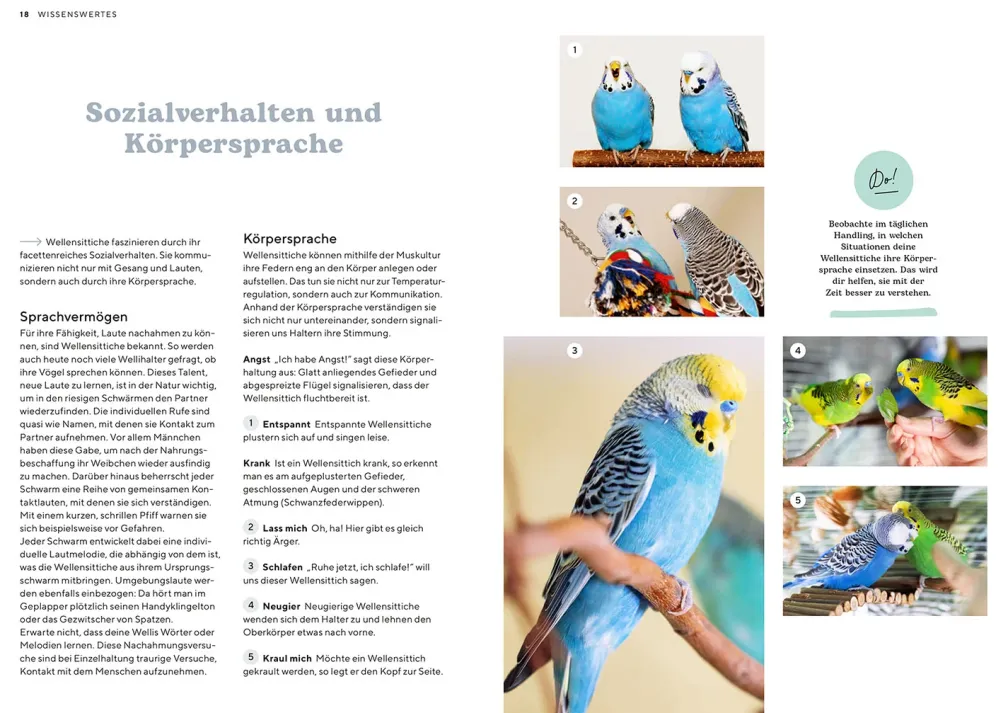 Wellensittiche