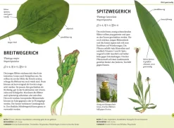 Wildkräuter am Blatt erkennen
