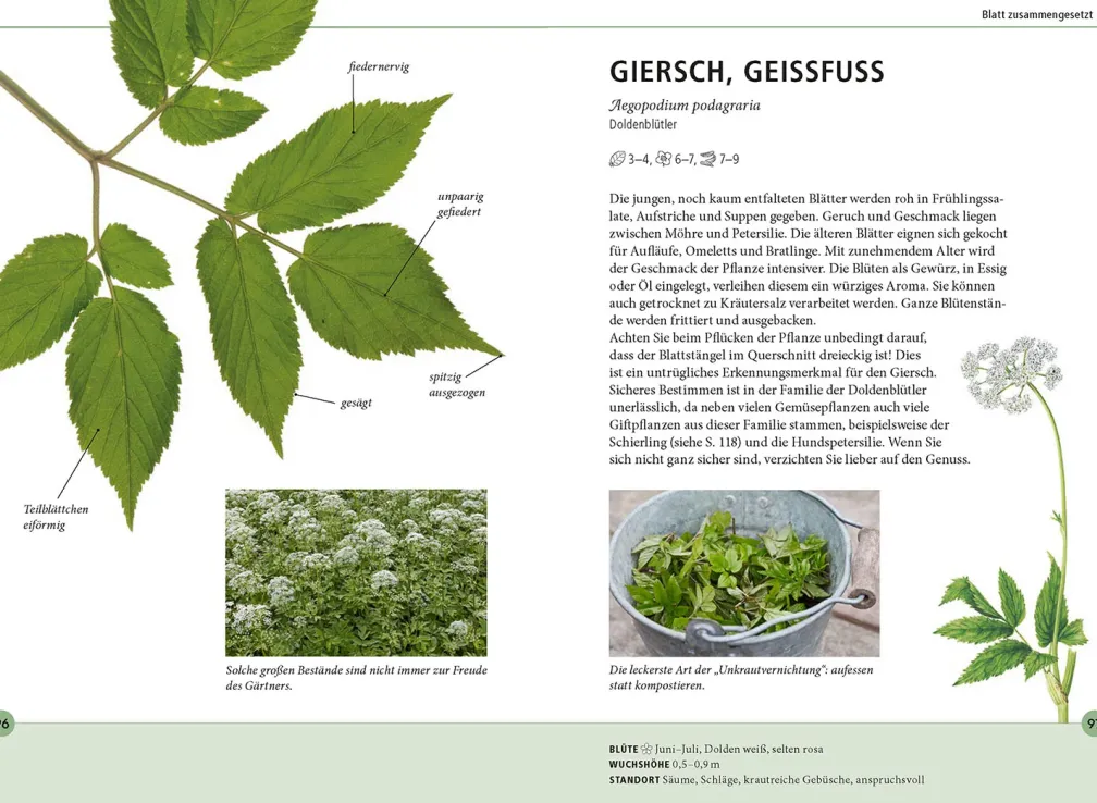 Wildkräuter am Blatt erkennen