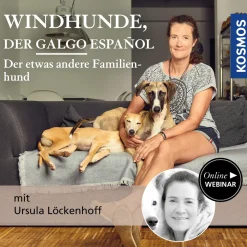 Windhunde, der Galgo Español – der etwas andere Familienhund