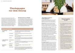 Zwergkaninchen
